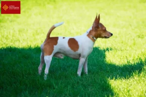 Lire la suite à propos de l’article Éleveurs d’American Toy Terrier et chiots en Occitanie