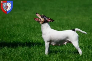 Lire la suite à propos de l’article Éleveurs d’American Toy Terrier et chiots en Pays de la Loire