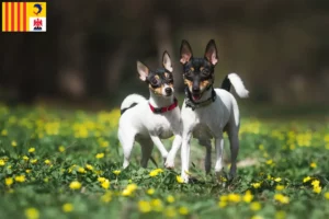 Lire la suite à propos de l’article Éleveurs d’American Toy Terrier et chiots en Provence-Alpes-Côte d’Azur