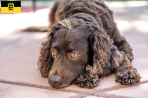 Lire la suite à propos de l’article Éleveurs d’American Water Spaniel et chiots en Baden-Württemberg