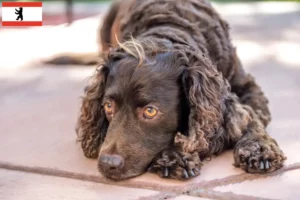 Lire la suite à propos de l’article Éleveurs d’American Water Spaniel et chiots à Berlin