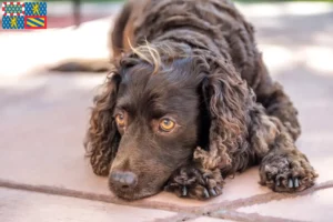 Lire la suite à propos de l’article Éleveurs d’American Water Spaniel et chiots en Bourgogne-Franche-Comté