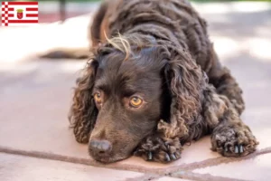 Lire la suite à propos de l’article Éleveurs d’American Water Spaniel et chiots à Brême