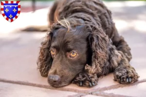 Lire la suite à propos de l’article Éleveurs d’American Water Spaniel et chiots en Centre-Val de Loire