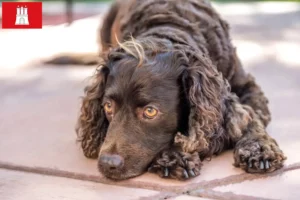 Lire la suite à propos de l’article Éleveurs d’American Water Spaniel et chiots à Hambourg