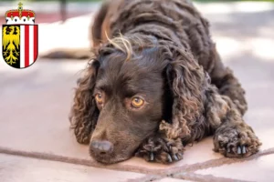 Lire la suite à propos de l’article Éleveurs d’American Water Spaniel et chiots en Haute-Autriche