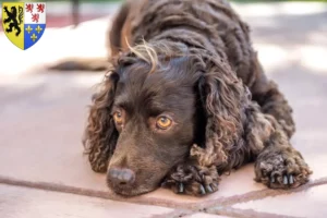 Lire la suite à propos de l’article Éleveurs d’American Water Spaniel et chiots en Hauts-de-France