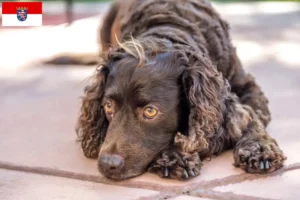 Lire la suite à propos de l’article Éleveurs d’American Water Spaniel et chiots en Hesse