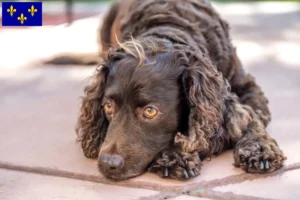 Lire la suite à propos de l’article Éleveurs et chiots d’American Water Spaniel en Île-de-France