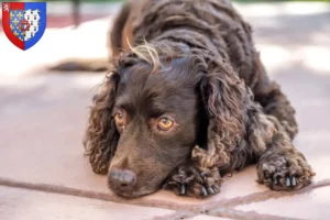 Lire la suite à propos de l’article Éleveurs d’American Water Spaniel et chiots en Pays de la Loire