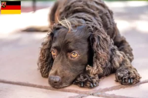 Lire la suite à propos de l’article Éleveurs d’American Water Spaniel et chiots en Rhénanie-Palatinat