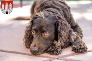 Lire la suite à propos de l’article Éleveurs d’American Water Spaniel et chiots à Salzbourg