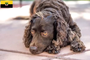 Lire la suite à propos de l’article Éleveurs d’American Water Spaniel et chiots en Saxe-Anhalt