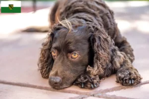 Lire la suite à propos de l’article Éleveurs d’American Water Spaniel et chiots en Saxe