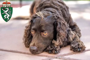 Lire la suite à propos de l’article Éleveurs d’American Water Spaniel et chiots en Styrie