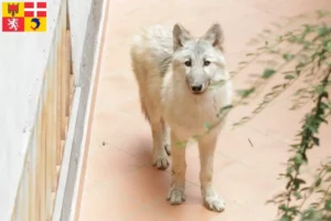 Lire la suite à propos de l’article Éleveurs de chiens-loups américains et chiots en Auvergne-Rhône-Alpes