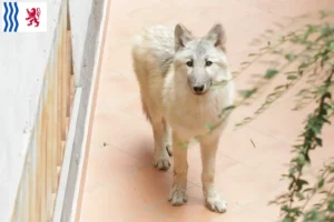 Lire la suite à propos de l’article Éleveurs de chiens-loups américains et chiots en Nouvelle-Aquitaine