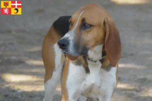 Lire la suite à propos de l’article Anglo-Français de Petite Vénerie éleveurs et chiots en Auvergne-Rhône-Alpes