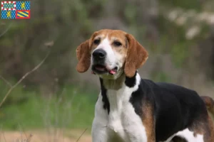 Lire la suite à propos de l’article Anglo-Français de Petite Vénerie éleveurs et chiots en Bourgogne-Franche-Comté