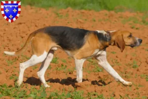 Lire la suite à propos de l’article Anglo-Français de Petite Vénerie éleveurs et chiots en Centre-Val de Loire