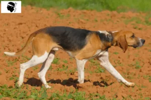 Lire la suite à propos de l’article Anglo-Français de Petite Vénerie éleveurs et chiots en Corse