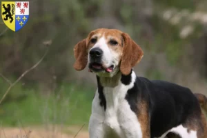 Lire la suite à propos de l’article Anglo-Français de Petite Vénerie éleveurs et chiots en Hauts-de-France