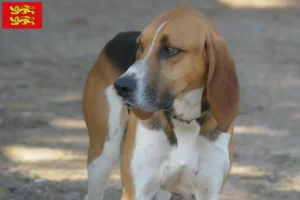 Lire la suite à propos de l’article Anglo-Français de Petite Vénerie éleveurs et chiots en Normandie