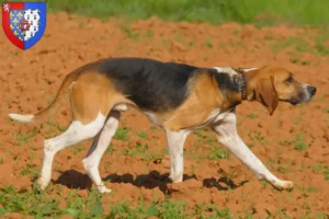 Lire la suite à propos de l’article Anglo-Français de Petite Vénerie Éleveurs et chiots en Pays de la Loire