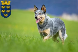 Lire la suite à propos de l’article Éleveurs de chiens de race Australian Cattle Dog et chiots en Basse-Autriche