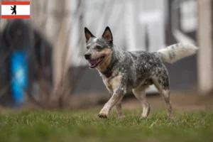 Lire la suite à propos de l’article Éleveurs de chiens de race Australian Cattle Dog et chiots à Berlin