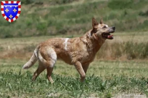 Lire la suite à propos de l’article Éleveurs de Bouviers australiens et chiots en Centre-Val de Loire