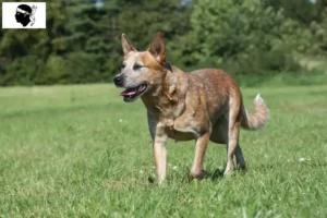 Lire la suite à propos de l’article Éleveurs de chiens de race Australian Cattle Dog et chiots en Corse