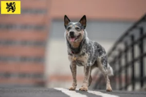 Lire la suite à propos de l’article Éleveurs de chiens de race Australian Cattle Dog et chiots en Flandre