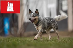 Lire la suite à propos de l’article Éleveurs de chiens de race Australian Cattle Dog et chiots à Hambourg