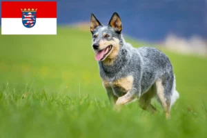 Lire la suite à propos de l’article Éleveurs de chiens de race australienne et chiots en Hesse