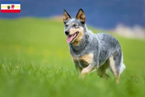 Lire la suite à propos de l’article Éleveurs de chiens de race Australian Cattle Dog et chiots dans le Mecklembourg-Poméranie occidentale