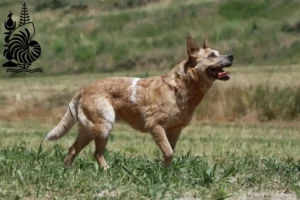 Lire la suite à propos de l’article Éleveurs de chiens de race Australian Cattle Dog et chiots en Nouvelle-Calédonie