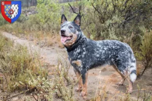 Lire la suite à propos de l’article Éleveurs de Bouviers australiens et chiots en Pays de la Loire