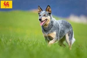 Lire la suite à propos de l’article Éleveurs de chiens de race Australian Cattle Dog et chiots en Région wallonne