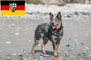 Lire la suite à propos de l’article Éleveurs de chiens de race Australian Cattle Dog et chiots en Sarre