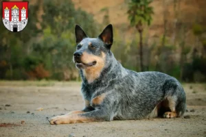 Lire la suite à propos de l’article Éleveurs de chiens de race Australian Cattle Dog et chiots à Salzbourg