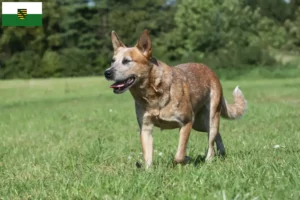 Lire la suite à propos de l’article Australian Cattle Dog éleveurs et chiots en Saxe