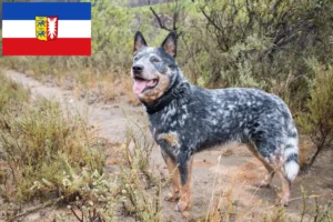 Lire la suite à propos de l’article Éleveurs de chiens de race Australian Cattle Dog et chiots dans le Schleswig-Holstein