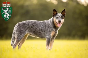 Lire la suite à propos de l’article Éleveurs de chiens de race Australian Cattle Dog et chiots en Styrie