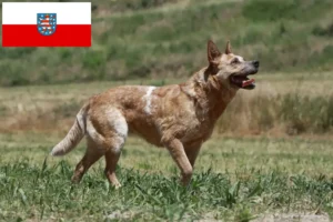 Lire la suite à propos de l’article Éleveurs de chiens de race Australian Cattle Dog et chiots en Thuringe