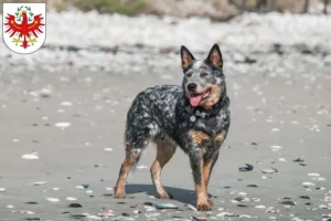 Lire la suite à propos de l’article Éleveurs de chiens de race Australian Cattle Dog et chiots au Tyrol