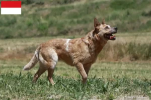 Lire la suite à propos de l’article Éleveurs de chiens de race Australian Cattle Dog et chiots à Vienne