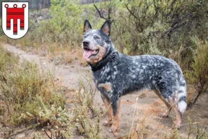 Lire la suite à propos de l’article Éleveurs de chiens de race Australian Cattle Dog et chiots dans le Vorarlberg