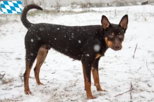 Lire la suite à propos de l’article Éleveurs de Kelpies australiens et chiots en Bavière