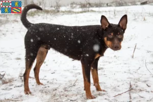 Lire la suite à propos de l’article Éleveurs de Kelpies australiens et chiots en Bourgogne-Franche-Comté